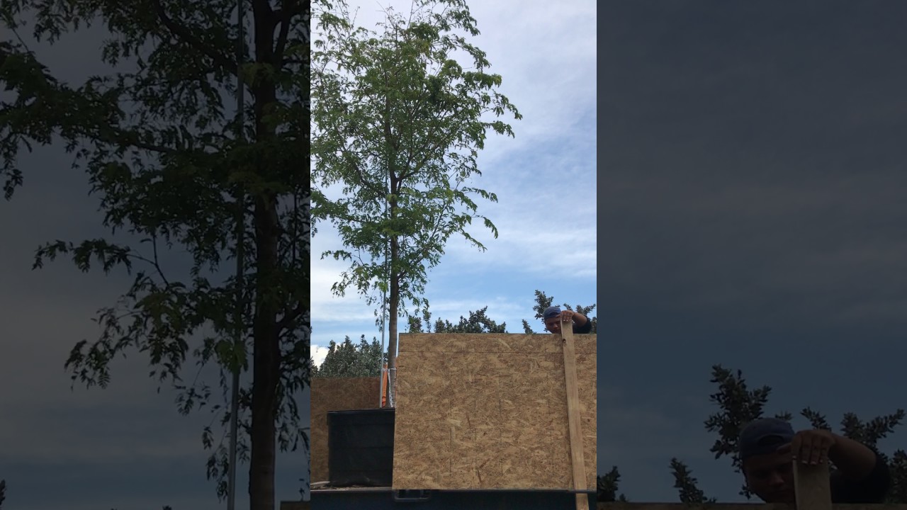 Tree farm tree nursery in Homestead, Florida for Sale YouTube