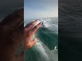 Dolphins getting some air