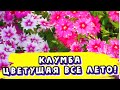 КЛУМБА ЦВЕТУЩАЯ все ЛЕТО! Посадите эти растения, они будут цвести с весны до осени