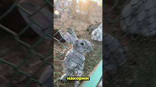 Зайчики кушают морковку 🐇 #малыш #сребенком #зайчик