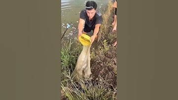 Đặc Sản Miền Tây: Bắt Chuột Đồng Mùa Nước Nổi!