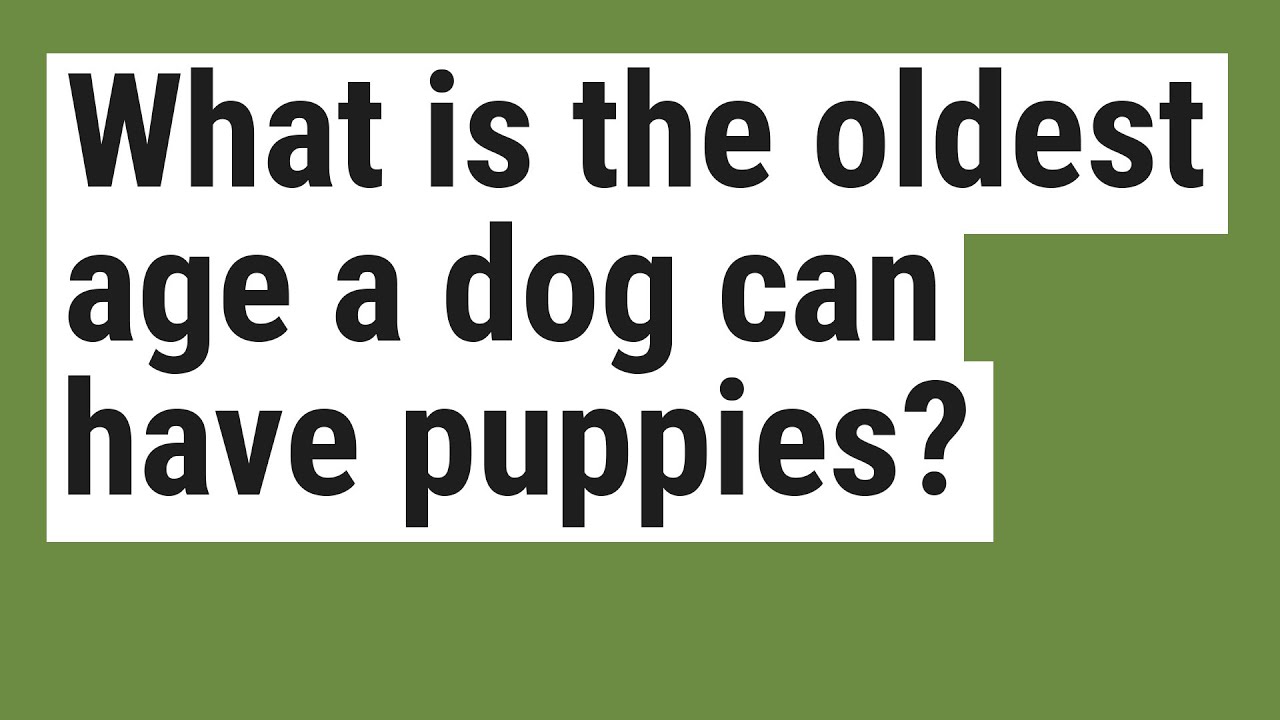 Can A 10 Year Old Dog Still Have Puppies?