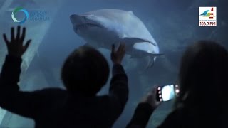 Radio Plymouth Sleeps with the Sharks