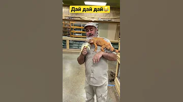 Игуана кушает банан