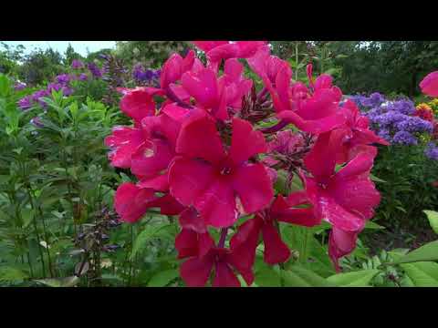 Video: Phlox Margarita: сорттун сүрөттөлүшү, отургузуу, өстүрүү жана кам көрүү