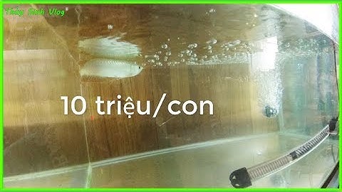 Đi Mua Cá Cảnh Về Nuôi - Cá Huyết Long Trắng nhỏ xíu Giá 10 Triệu Mắc Hay Rẻ?