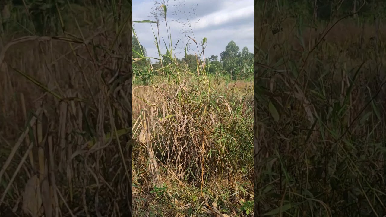 Half Acre Bombo Degeya 8m