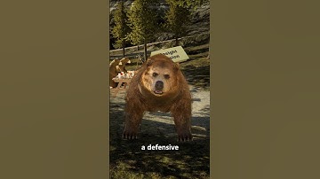 How To Survive a Grizzly Bear Encounter