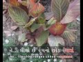 Gujarati Folk Song: Sona vatakadi re Mp3 Song
