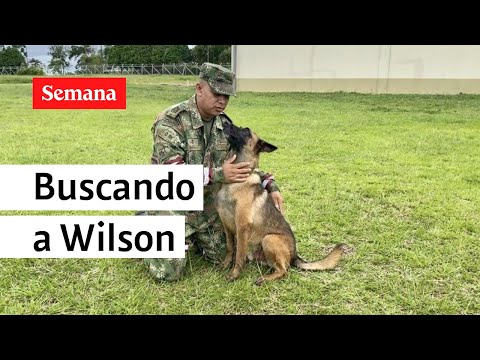 ¿Que va a pasar con Wilson, el perro que se perdió buscando a los niños Mucutuy? | Semana Noticias
