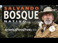 Hay que Salvar el Bosque Nativo de Chile.  Altos de Loncotriuque, (Melipeuco) Araucanía, Chile