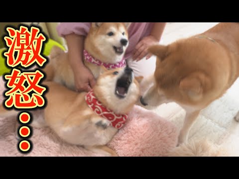 争いの末、仲直りしていた柴犬兄妹に突然、パンチを繰り出す空気が読めない次男の柴犬・・・