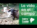 La vida en el campo