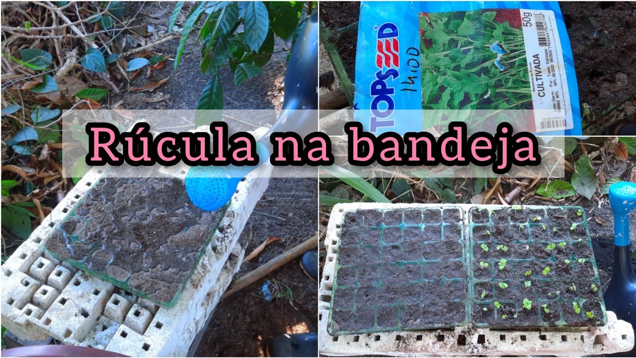 Semear Rucula Como semear rúcula na bandeja - YouTube