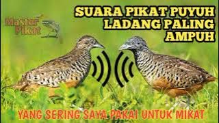 🔴Suara pikat puyuh/gemek yang paling ampuh yang sering saya pakai