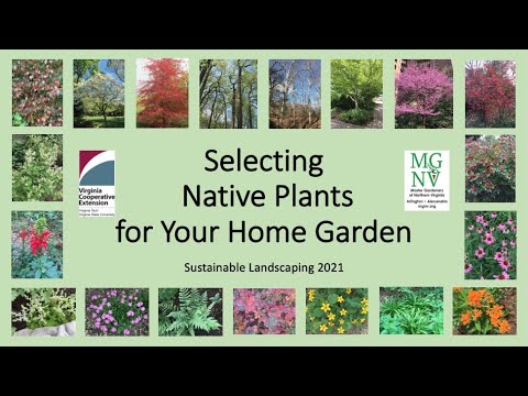 فيديو: Good Aster Plant Neighbour - اختيار النباتات لتنمو مع زهور النجمة في الحديقة