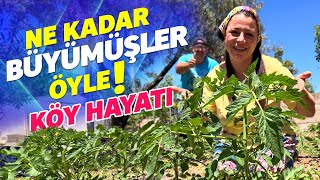 NE KADAR BÜYÜMÜŞLER ÖYLE! Köy Evimizde Bahçe İşleri (Köye Göç)