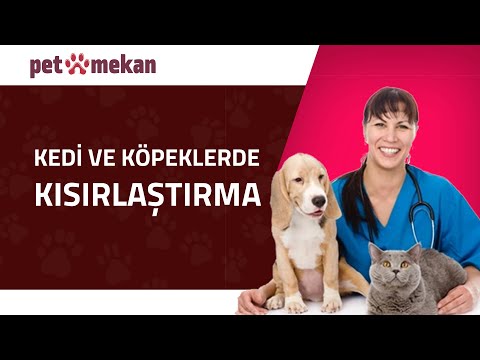 Video: Kedi Ve Köpeklerde Kilo Alma Ve Ne Zaman Kısırlaştırma Veya Kısırlaştırma