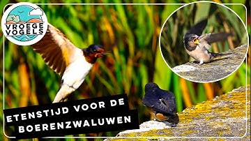 Jonge boerenzwaluwen worden gevoerd | Zelf Geschoten| Vroege Vogels