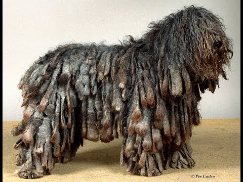Vídeo: Bergamasco Dog Breed Hypoallergenic, Health And Life Span