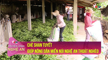 Chè Shan tuyết giúp nông dân miền núi Nghệ An thoát nghèo