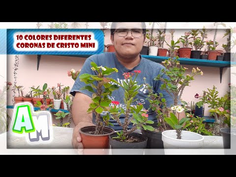 Video: Corona De Lychnis (33 Fotos): Plantación Y Cuidado En Campo Abierto, Atrosanguinea Y Otras Flores Perennes De Frambuesa Y Otros Colores