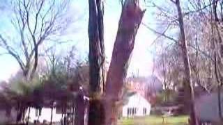 tree cutting in new york pt 1