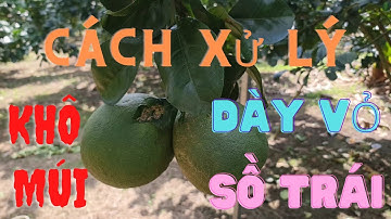 Bưởi da xanh Khô múi, Dày vỏ, Sồ trái phải xử lý thế nào? | Nông Nghiệp Chân Tâm