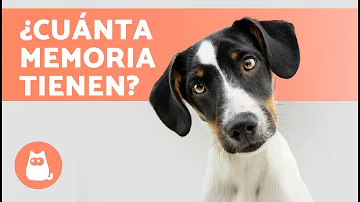 ¿Cuánto tiempo recuerdan los perros los traumas?