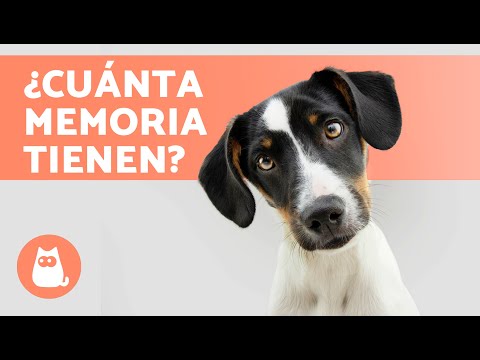 Video: ¿Importa cuál de tus perros camina primero?