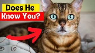 10 Things your cat KNOWS about YOU! ( Not what you think!)🔥 | CatNip by CatNip 564 views 1 month ago 7 minutes, 53 seconds