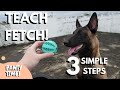 How To Teach Fetch In 3 Simple Steps!