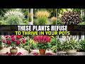 Don't Plant These 12 Perennials in Pots! | Safer Alternatives for Lazy Gardeners