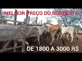 MERCADO DO GADO| BEZERROS E BEZERRAS 1800| VACAS E NOVILHAS 3000