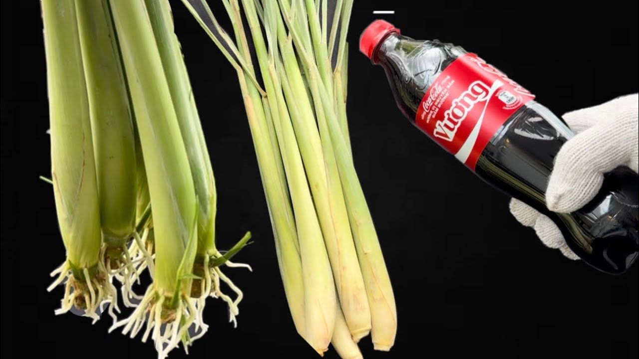 Chi Cần CoCa Cola Sau 5 Ngày Rễ Và Chồi Non Mọc Nhanh Như Lúa Ngoài Đồng