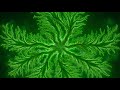 Alien Bio Organic Fractal Structures Glowing Green Textures Hypnotic Symmetrical Loop Video [4K]