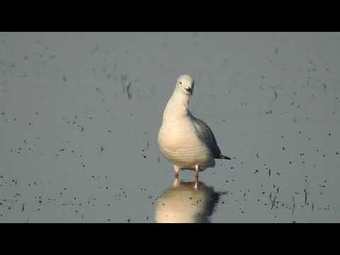 Slender-billed Gull, Gabbiano