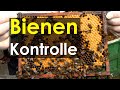 Ligustica Biene verhungert, Dunkle Biene macht Honig - was machen die Bienen im Miniplus?