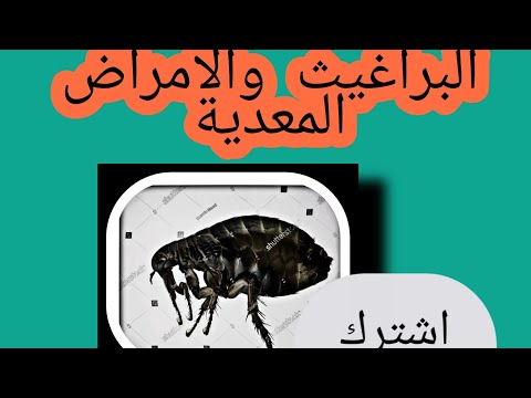 فيديو: السلامة للقطط والنباتات المنزلية