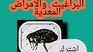 البراغيث والامراض المعدية/ fleas / Biting insects