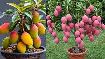 LIVE🔴 🌿Wow! propagate mangoes tree using Coca-Cola is - 100% fast