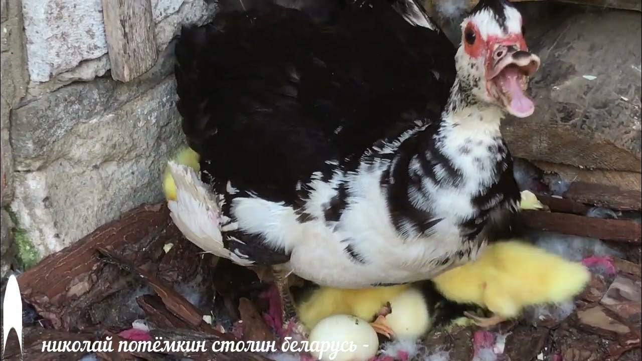 Вывелись индоутята. - YouTube