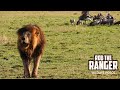 Famous Lion Scarface Roars And Walks | Maasai Mara Safari | Zebra Plains