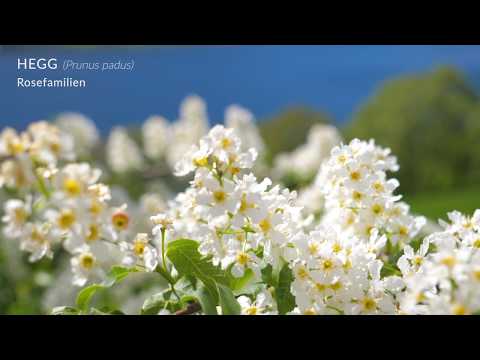 Video: Vakre hvite blomster - Datura