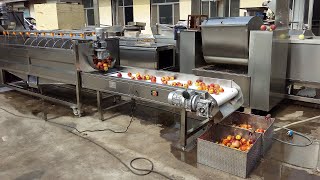 roller type nectarine peach fruit washing production line