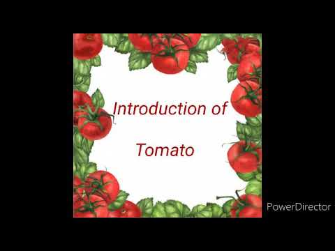 thesis title about tomato