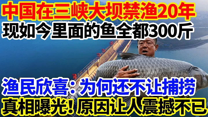 中国在三峡大坝禁渔20年，现如今里面的鱼全都300斤！渔民欣喜：为何还不让捕捞！真相曝光，原因让人震撼不已！ - 天天要闻