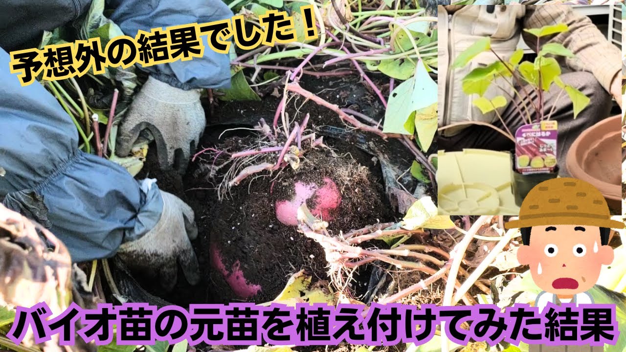 バイオ苗の元苗を植え付けてみた結果【予想外】【反省】【紅はるか