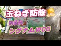 22/03/05 玉ねぎ防除2回目殺菌剤シグナムWDG散布・畑の片付け・拡張