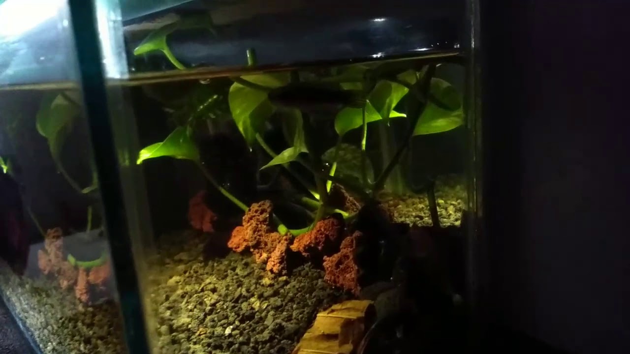 AQUARIUM CHANNA PULCHRA || BABY CHANNA BLUE PULCHRA - YouTube